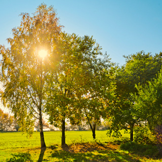 Gedenkbaum-Gruppe von Deine 10a - 1977 bis 1985 für Barbara Beschnitt 
